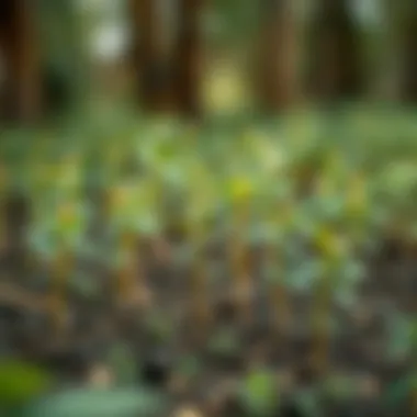 Balsa wood plantation highlighting growth and cultivation