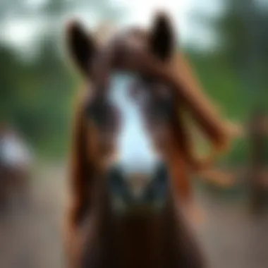 Guide to Choosing Safe Small Ponies A checklist for selecting safe and suitable small ponies